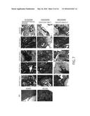 MAINTENANCE MEDIUM FOR PRIMATE PLURIPOTENT STEM CELLS diagram and image