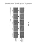 MAINTENANCE MEDIUM FOR PRIMATE PLURIPOTENT STEM CELLS diagram and image