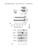 Platelet Protection Solution Having Beta-Galactosidase and Sialidase     Inhibitors diagram and image