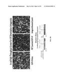 CAMPTOTHECIN DERIVATIVES AS ANTI-HIV AGENTS AND METHODS OF IDENTIFYING     AGENTS THAT DISRUPT VIF SELF-ASSOCIATION diagram and image