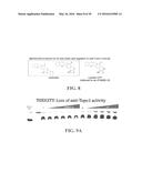 CAMPTOTHECIN DERIVATIVES AS ANTI-HIV AGENTS AND METHODS OF IDENTIFYING     AGENTS THAT DISRUPT VIF SELF-ASSOCIATION diagram and image