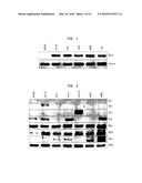 TREATMENT AND DIAGNOSIS OF CANCER AND PRECANCEROUS CONDITIONS USING PDE10A     INHIBITORS AND METHODS TO MEASURE PDE10A EXPRESSION diagram and image