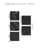 COMPOSITIONS AND THEIR USE FOR REMOVING CHOLESTEROL diagram and image