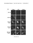 COMPOSITIONS AND THEIR USE FOR REMOVING CHOLESTEROL diagram and image