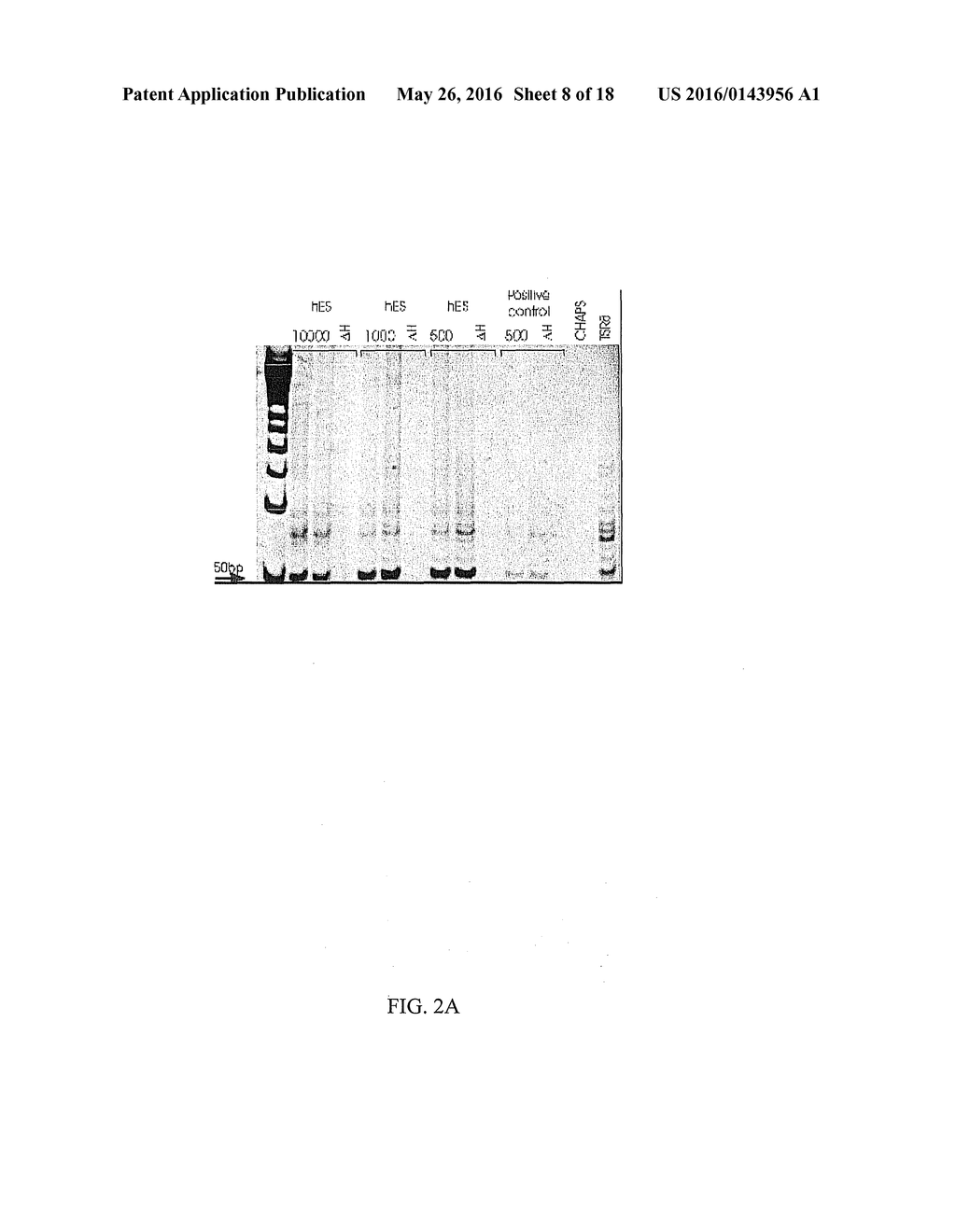 PARTHENOGENIC ACTIVATION OF HUMAN OOCYTES FOR THE PRODUCTION OF HUMAN     EMBRYONIC STEM CELLS - diagram, schematic, and image 09