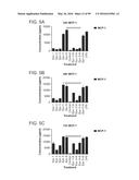 PROBIOTIC AND PREBIOTIC COMPOSITIONS, AND METHODS OF USE THEREOF FOR     TREATMENT AND PREVENTION OF GRAFT VERSUS HOST DISEASE diagram and image