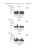 PROBIOTIC AND PREBIOTIC COMPOSITIONS, AND METHODS OF USE THEREOF FOR     TREATMENT AND PREVENTION OF GRAFT VERSUS HOST DISEASE diagram and image