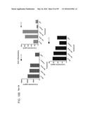 PROBIOTIC AND PREBIOTIC COMPOSITIONS, AND METHODS OF USE THEREOF FOR     TREATMENT AND PREVENTION OF GRAFT VERSUS HOST DISEASE diagram and image