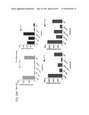 PROBIOTIC AND PREBIOTIC COMPOSITIONS, AND METHODS OF USE THEREOF FOR     TREATMENT AND PREVENTION OF GRAFT VERSUS HOST DISEASE diagram and image