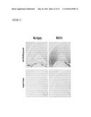 METHODS OF NEUROPROTECTION INVOLVING MACROPHAGE COLONY STIMULATING FACTOR     RECEPTOR AGONISTS diagram and image