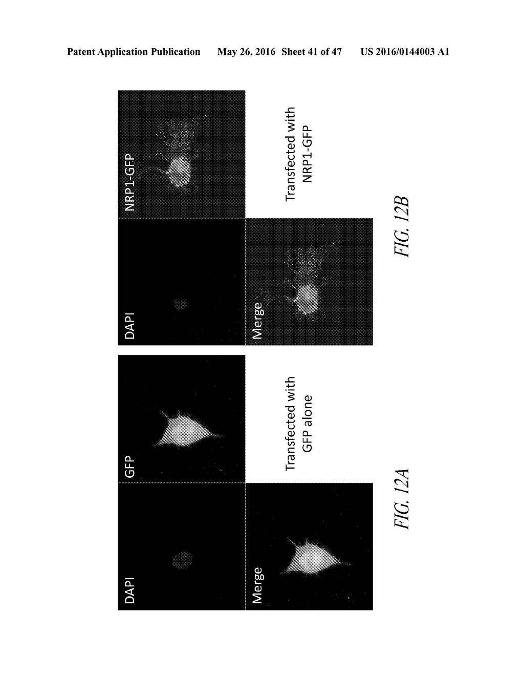 COMPOSITIONS AND METHODS FOR TREATING CHARCOT-MARIE-TOOTH DISEASES AND     RELATED NEURONAL DISEASES - diagram, schematic, and image 42