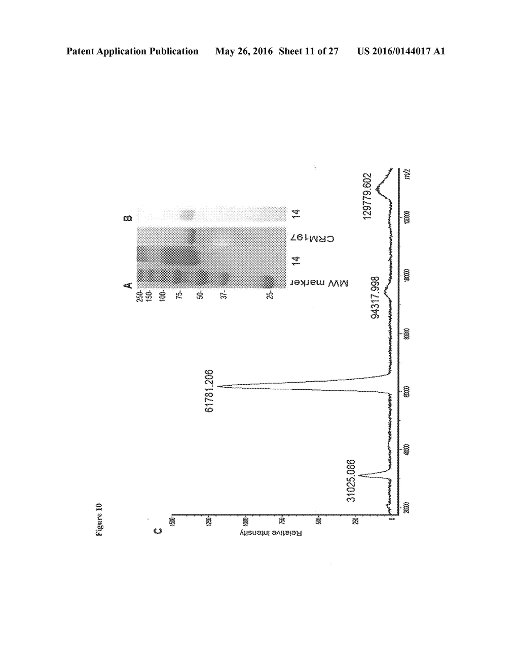 Synthetic Antigen Constructs Against Campylobacter Jejuni - diagram, schematic, and image 12