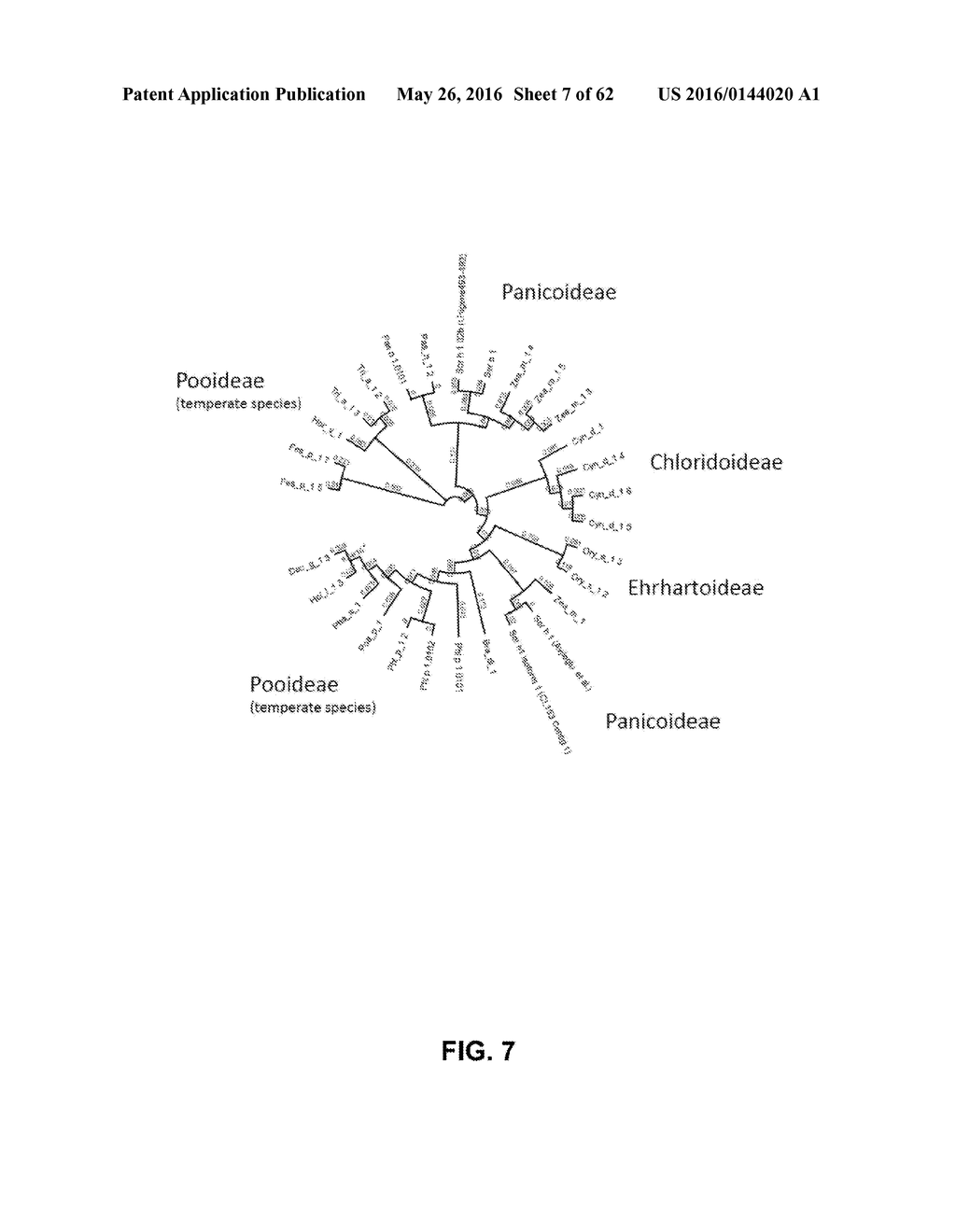 JOHNSON GRASS ALLERGENIC POLLEN PROTEINS, ENCODING NUCLEIC ACIDS AND     METHODS OF USE - diagram, schematic, and image 08