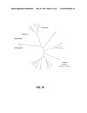 JOHNSON GRASS ALLERGENIC POLLEN PROTEINS, ENCODING NUCLEIC ACIDS AND     METHODS OF USE diagram and image
