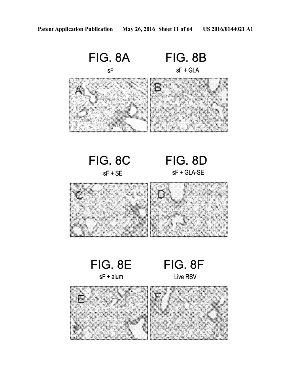 Vaccine Composition And Method Of Use - diagram, schematic, and image 12