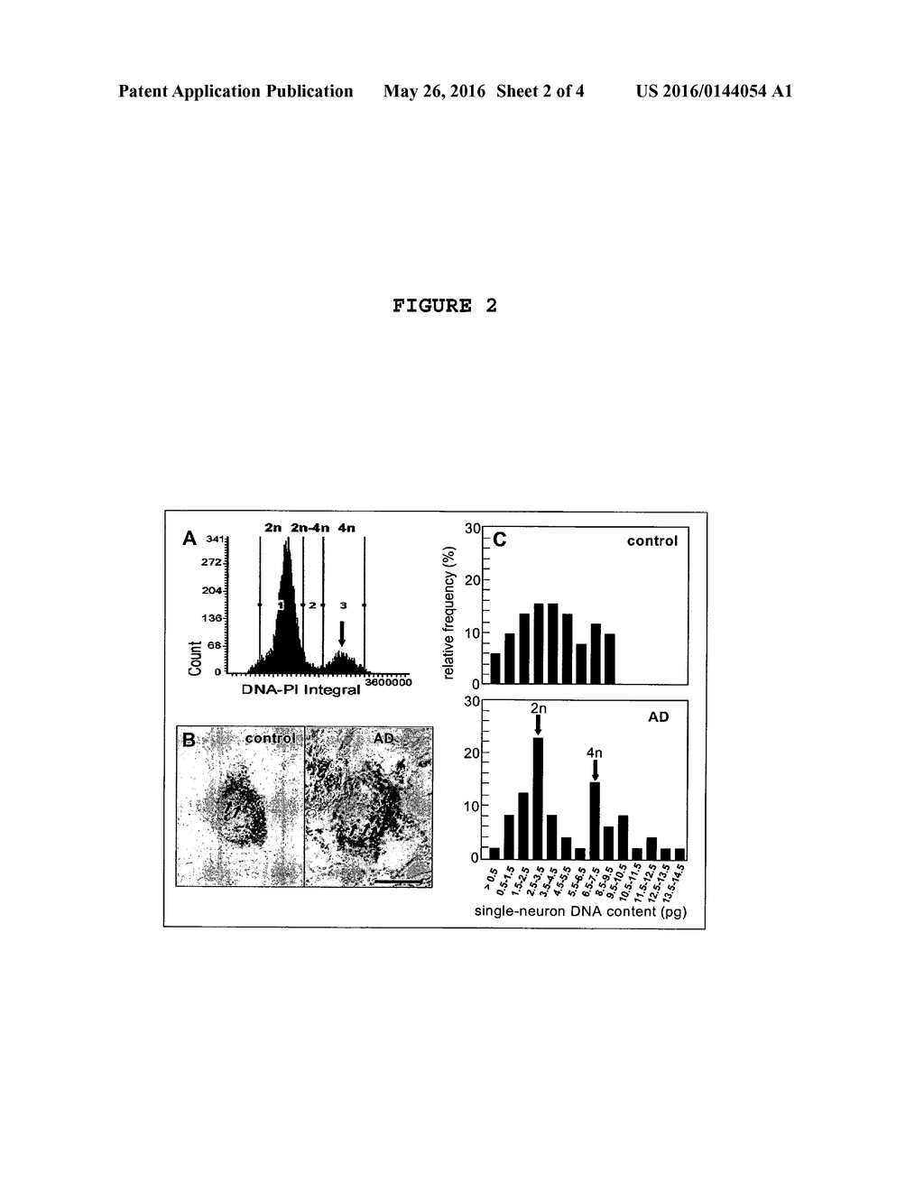 Vector(S) Containing an Inducible Gene Encoding a CDK4/CDK6 Inhibitor     Useful for Treating Neurodegenerative Disorders or Diseases Associated     with an Unscheduled Activation of the Cell Cycle - diagram, schematic, and image 03