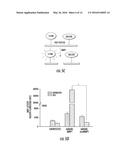 GENE THERAPY VECTOR FOR TREATMENT OF STEROID GLAUCOMA diagram and image