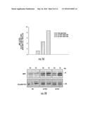 GENE THERAPY VECTOR FOR TREATMENT OF STEROID GLAUCOMA diagram and image