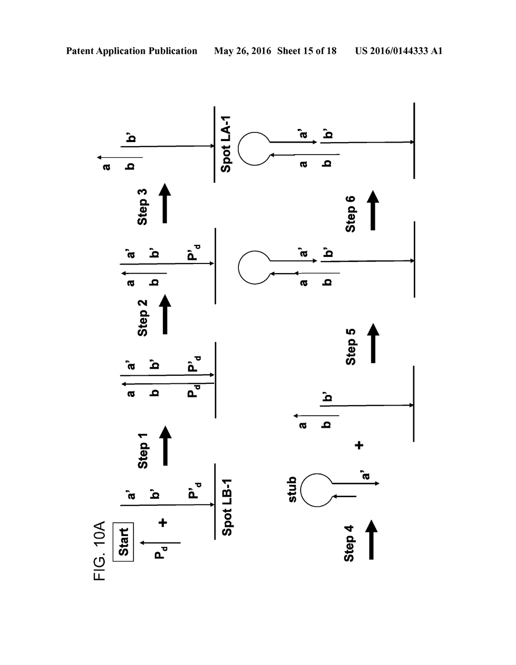 Assembly of High Fidelity Polynucleotides - diagram, schematic, and image 16