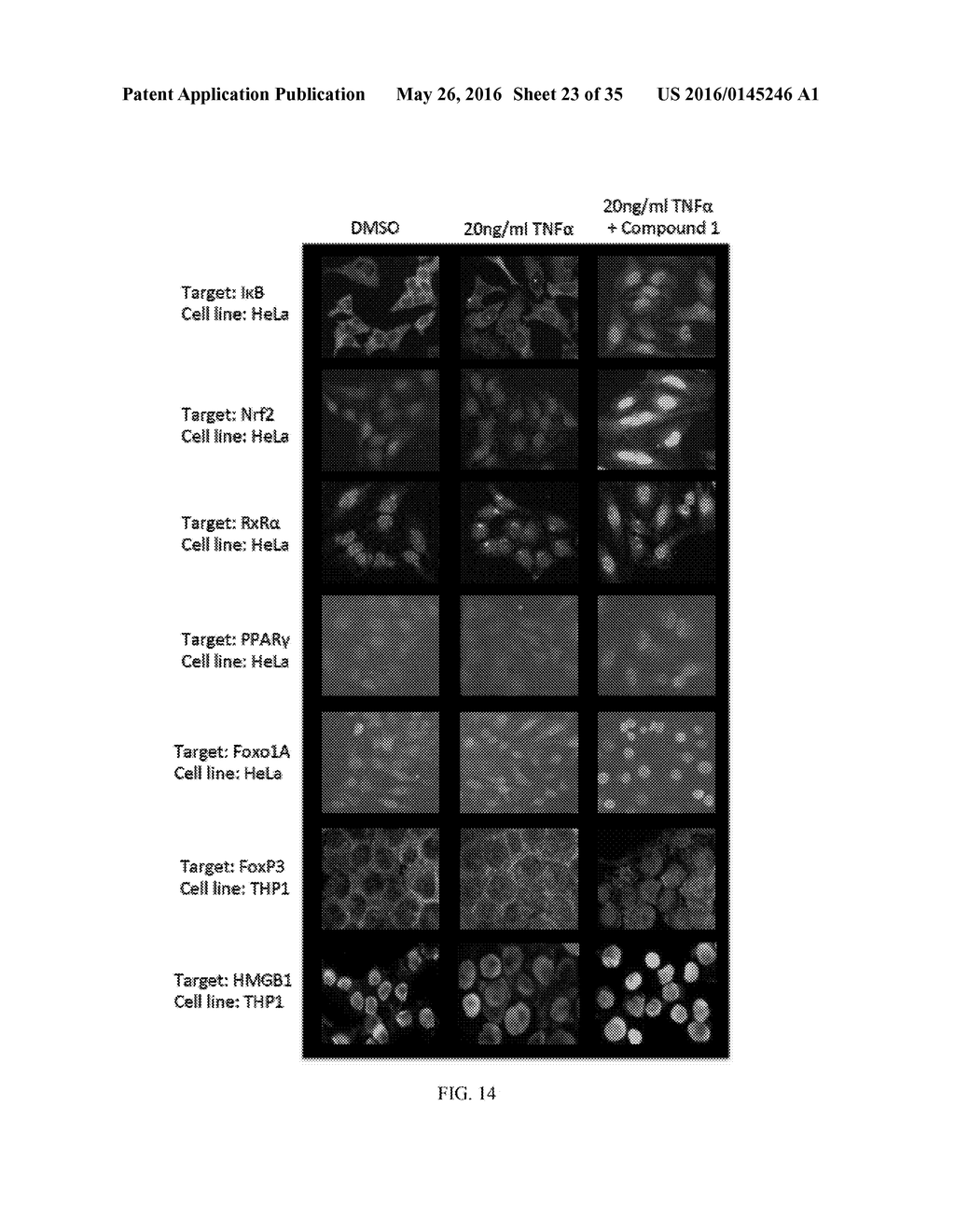 NUCLEAR TRANSPORT MODULATORS AND USES THEREOF - diagram, schematic, and image 24