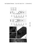 NUCLEAR TRANSPORT MODULATORS AND USES THEREOF diagram and image