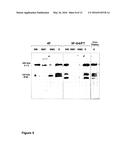 PREPARATION AND COMPOSITION OF INTER-ALPHA INHIBITOR PROTEINS FROM BLOOD diagram and image