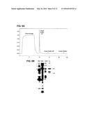 PREPARATION AND COMPOSITION OF INTER-ALPHA INHIBITOR PROTEINS FROM BLOOD diagram and image