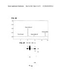 PREPARATION AND COMPOSITION OF INTER-ALPHA INHIBITOR PROTEINS FROM BLOOD diagram and image