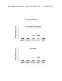 HUMAN ANTIBODIES BINDING TO RSV G PROTEIN diagram and image