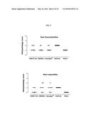 HUMAN ANTIBODIES BINDING TO RSV G PROTEINS diagram and image