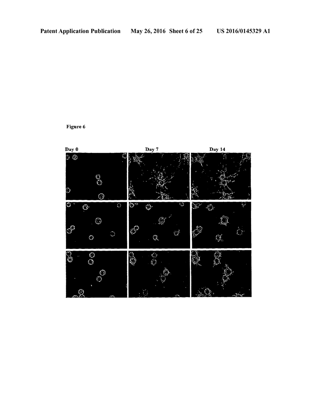 Composition for Intraocular Implantation of Bevacizumab - diagram, schematic, and image 07