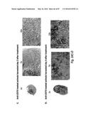 ANTIBODIES AGAINST CD73 AND USES THEREOF diagram and image