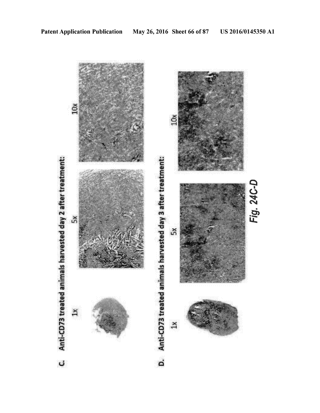 ANTIBODIES AGAINST CD73 AND USES THEREOF - diagram, schematic, and image 67