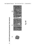 ANTIBODIES AGAINST CD73 AND USES THEREOF diagram and image