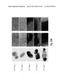 ANTIBODIES AGAINST CD73 AND USES THEREOF diagram and image