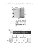 CAMELID SINGLE HEAVY-CHAIN ANTIBODY DIRECTED AGAINST CHROMATIN AND USES OF     SAME diagram and image