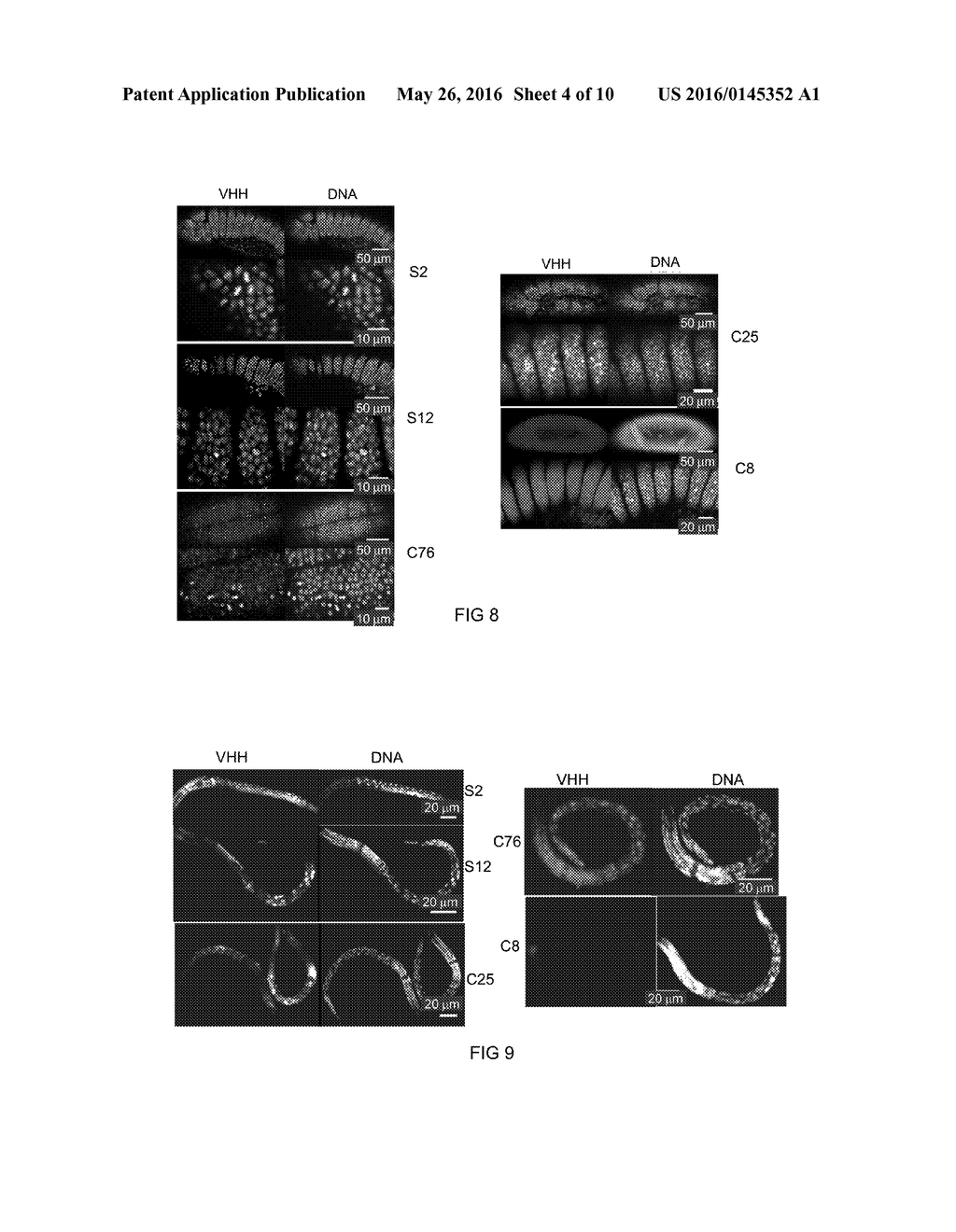 CAMELID SINGLE HEAVY-CHAIN ANTIBODY DIRECTED AGAINST CHROMATIN AND USES OF     SAME - diagram, schematic, and image 05