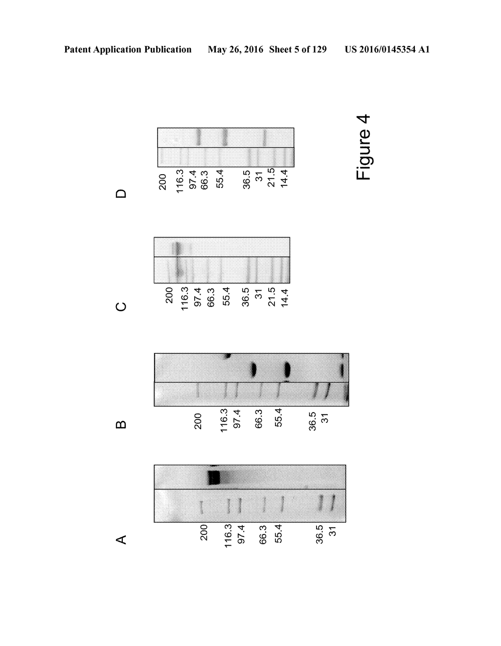 BISPECIFIC T CELL ACTIVATING ANTIGEN BINDING MOLECULES - diagram, schematic, and image 06