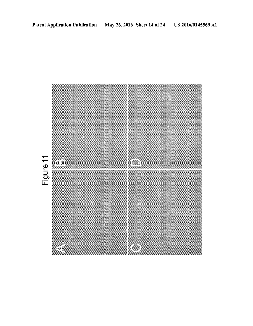 Compositions and Methods Useful for Culturing Differentiable Cells - diagram, schematic, and image 15