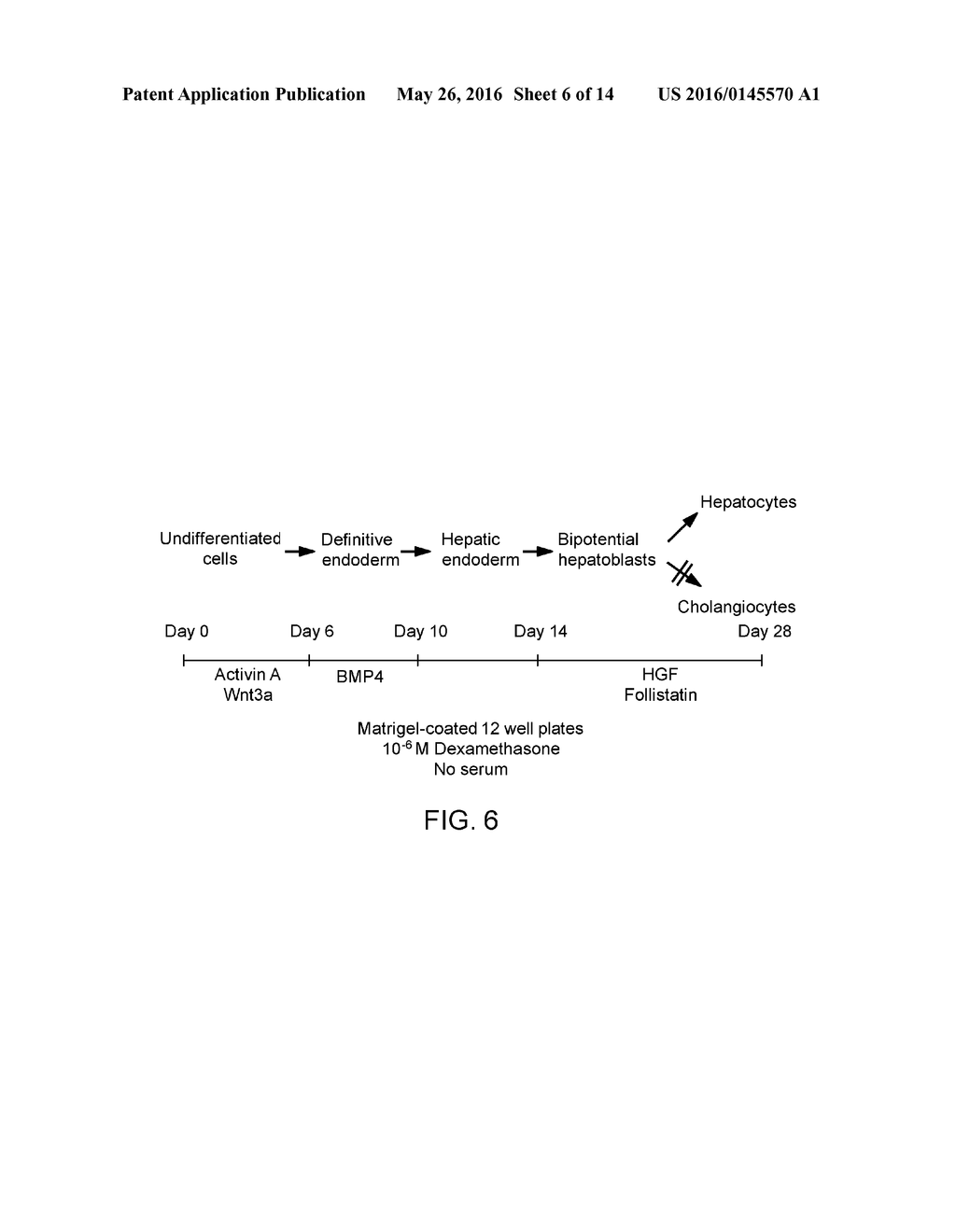 METHODS FOR DIFFERENTIATING CELLS INTO HEPATIC STELLATE CELLS AND HEPATIC     SINUSOIDAL ENDOTHELIAL CELLS, CELLS PRODUCED BY THE METHOD, AND METHODS     FOR USING THE CELLS - diagram, schematic, and image 07