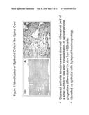 Differentiated Pluripotent Stem Cell Progeny Depleted of Extraneous     Phenotypes diagram and image