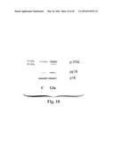 METHODS OF PRODUCING STEM CELL CONDITIONED MEDIA diagram and image