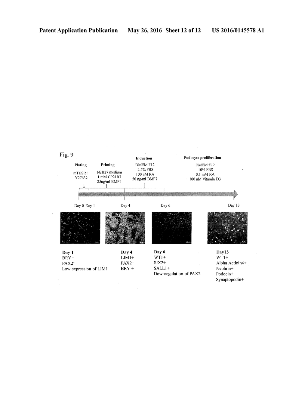 METHOD FOR DIFFERENTIATION OF PLURIPOTENT STEM CELLS INTO MULTI-COMPETENT     RENAL PRECURSORS - diagram, schematic, and image 13