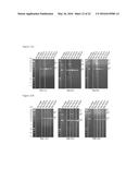 MUTATED REP ENCODING SEQUENCES FOR USE IN AAV PRODUCTION diagram and image