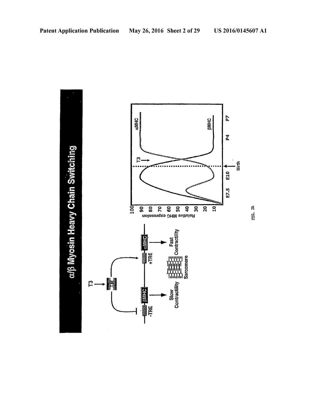 MICRO-RNA FAMILY THAT MODULATES FIBROSIS AND USES THEREOF - diagram, schematic, and image 03