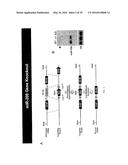 MICRO-RNA FAMILY THAT MODULATES FIBROSIS AND USES THEREOF diagram and image