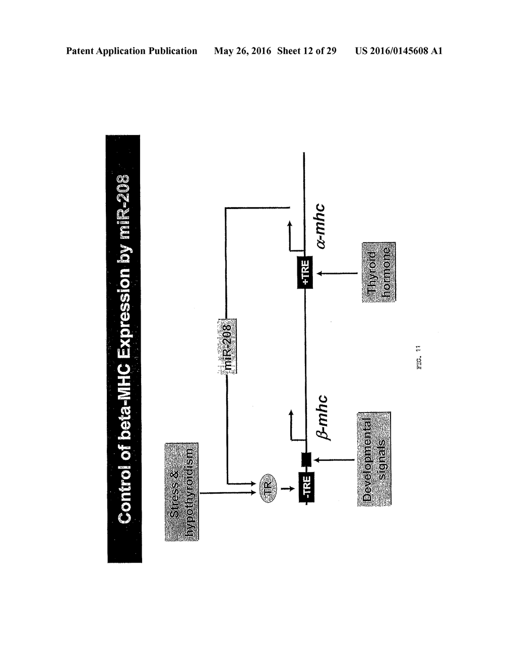 MICRO-RNA FAMILY THAT MODULATES FIBROSIS AND USES THEREOF - diagram, schematic, and image 13