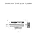 MICRO-RNA FAMILY THAT MODULATES FIBROSIS AND USES THEREOF diagram and image