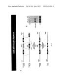 MICRO-RNA FAMILY THAT MODULATES FIBROSIS AND USES THEREOF diagram and image