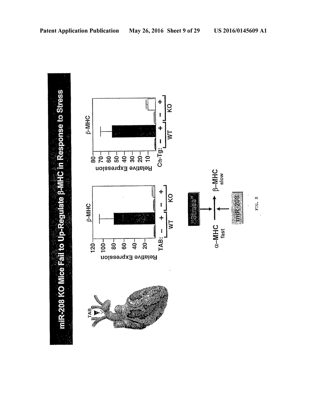 MICRO-RNA FAMILY THAT MODULATES FIBROSIS AND USES THEREOF - diagram, schematic, and image 10